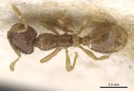 Solenopsis cypridis specimen