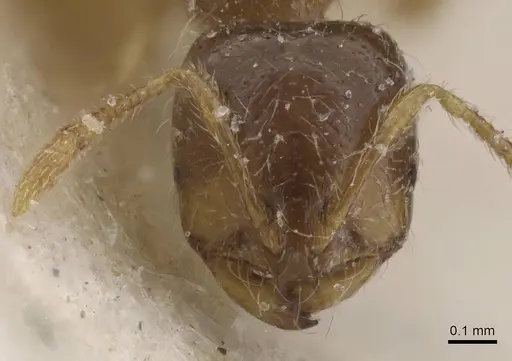 Solenopsis cypridis specimen