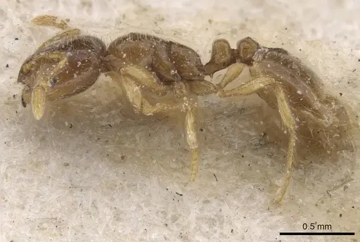 Solenopsis cypridis specimen