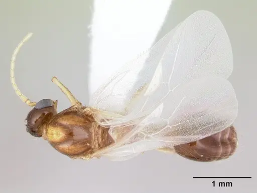 Solenopsis daguerrei specimen