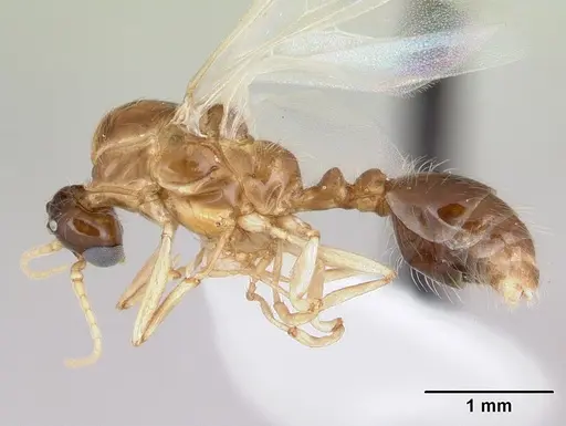 Solenopsis daguerrei specimen