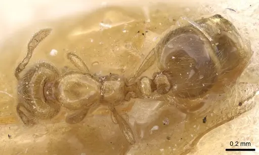 Solenopsis debilior specimen