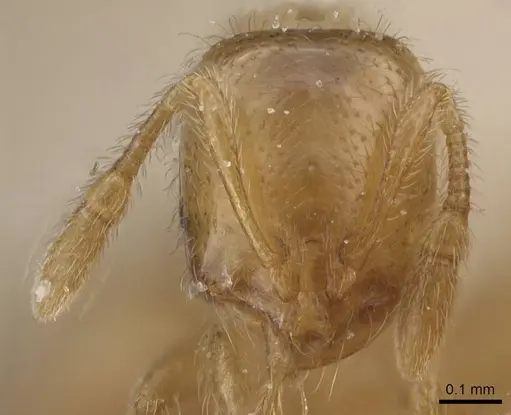 Solenopsis debilior specimen