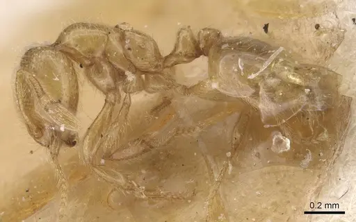 Solenopsis debilior specimen