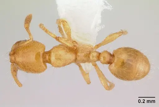 Solenopsis decipiens specimen