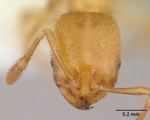 Solenopsis decipiens specimen