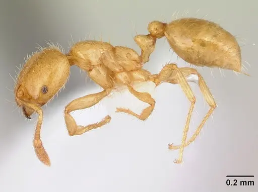 Solenopsis decipiens specimen