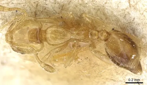 Solenopsis decipiens - CASENT0904636