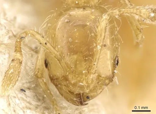 Solenopsis decipiens - CASENT0904636