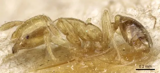 Solenopsis decipiens - CASENT0904636