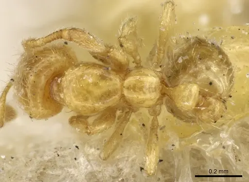 Solenopsis decipiens - CASENT0904637