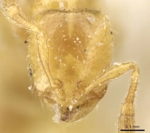 Solenopsis decipiens - CASENT0904637