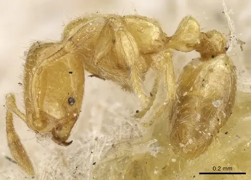 Solenopsis decipiens - CASENT0904637