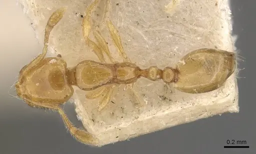 Solenopsis decipiens - CASENT0908828