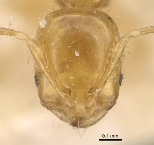 Solenopsis decipiens - CASENT0908828