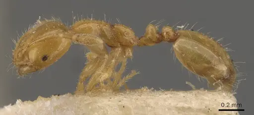 Solenopsis decipiens - CASENT0908828