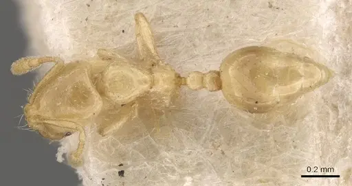 Solenopsis decipiens - CASENT0908830