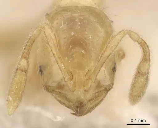 Solenopsis decipiens - CASENT0908830