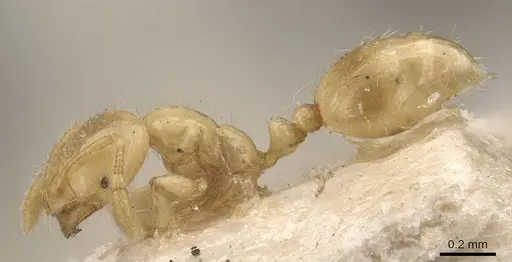 Solenopsis decipiens - CASENT0908830