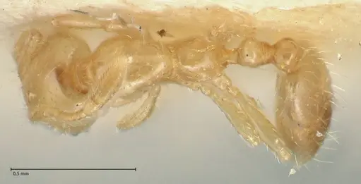 Solenopsis decipiens - FOCOL1878