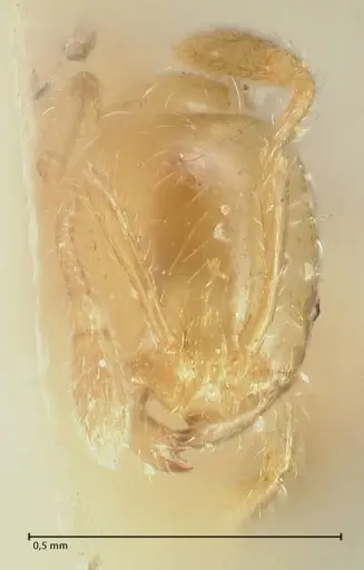 Solenopsis decipiens - FOCOL1878