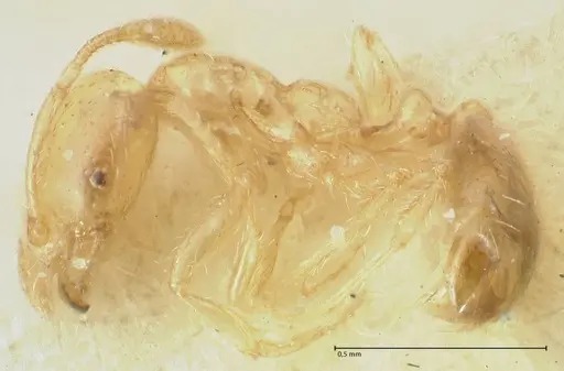 Solenopsis decipiens - FOCOL1878