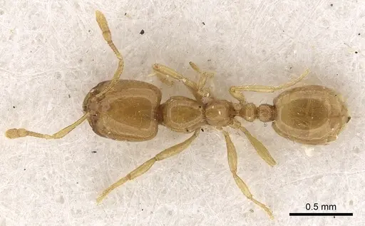 Solenopsis dentata specimen