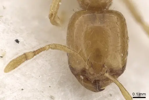 Solenopsis dentata specimen