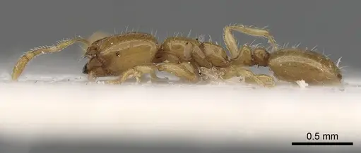 Solenopsis dentata specimen