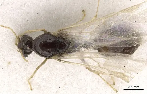 Solenopsis dentata - CASENT0281014