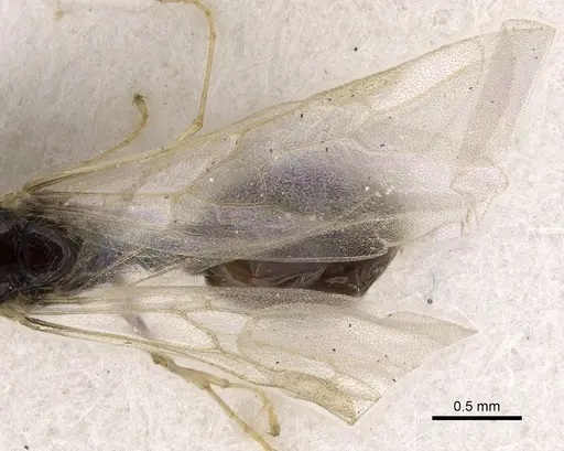 Solenopsis dentata - CASENT0281014