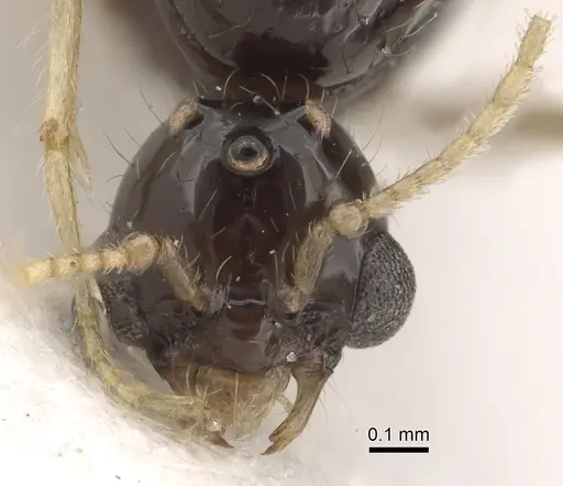 Solenopsis dentata - CASENT0281014