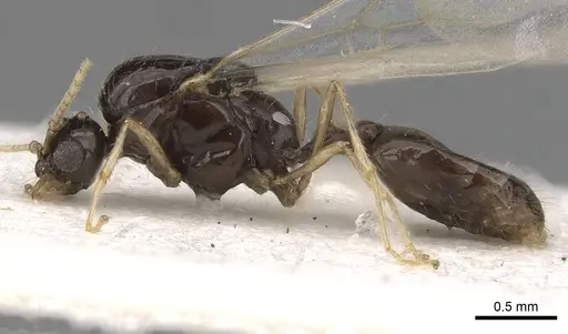 Solenopsis dentata - CASENT0281014