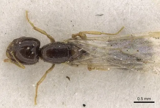 Solenopsis dentata - CASENT0281015