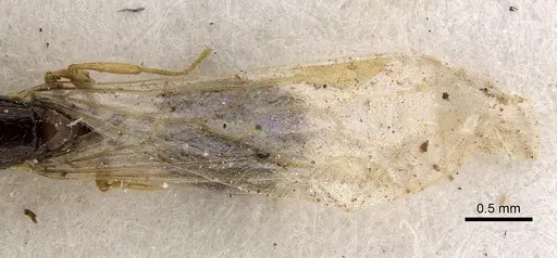 Solenopsis dentata - CASENT0281015