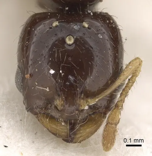 Solenopsis dentata - CASENT0281015