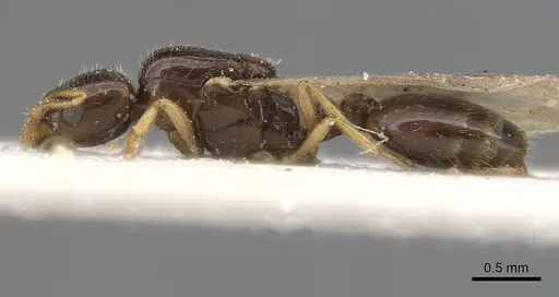 Solenopsis dentata - CASENT0281015