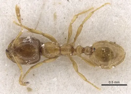 Solenopsis dentata - CASENT0281034