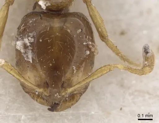 Solenopsis dentata - CASENT0281034