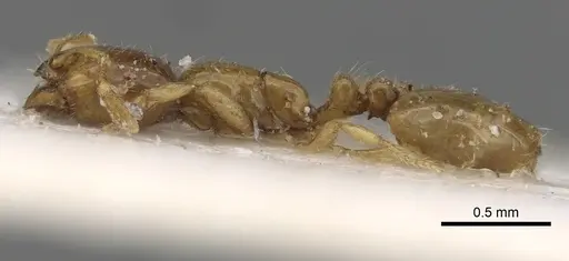 Solenopsis dentata - CASENT0281034