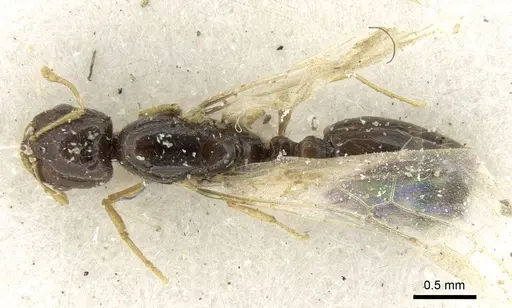 Solenopsis dentata - CASENT0906348