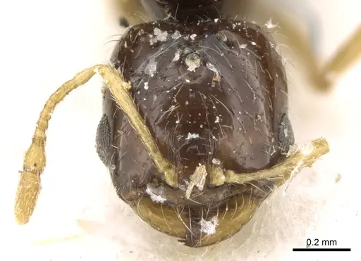 Solenopsis dentata - CASENT0906348