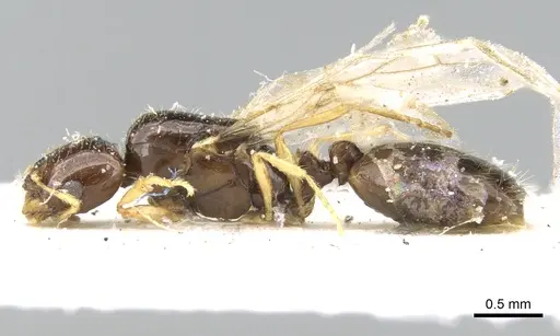 Solenopsis dentata - CASENT0906348