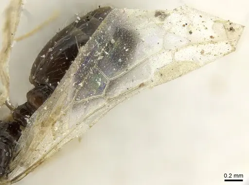 Solenopsis dentata - CASENT0906348