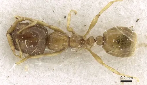 Solenopsis dentata - CASENT0906349