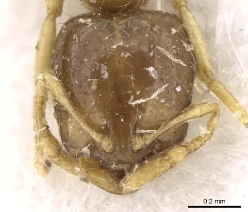 Solenopsis dentata - CASENT0906349