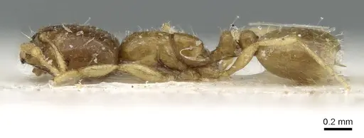 Solenopsis dentata - CASENT0906349