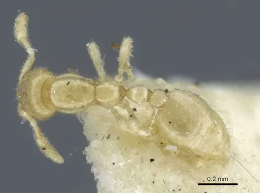 Solenopsis deserticola specimen