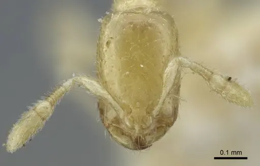 Solenopsis deserticola specimen