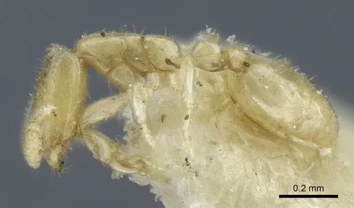 Solenopsis deserticola specimen